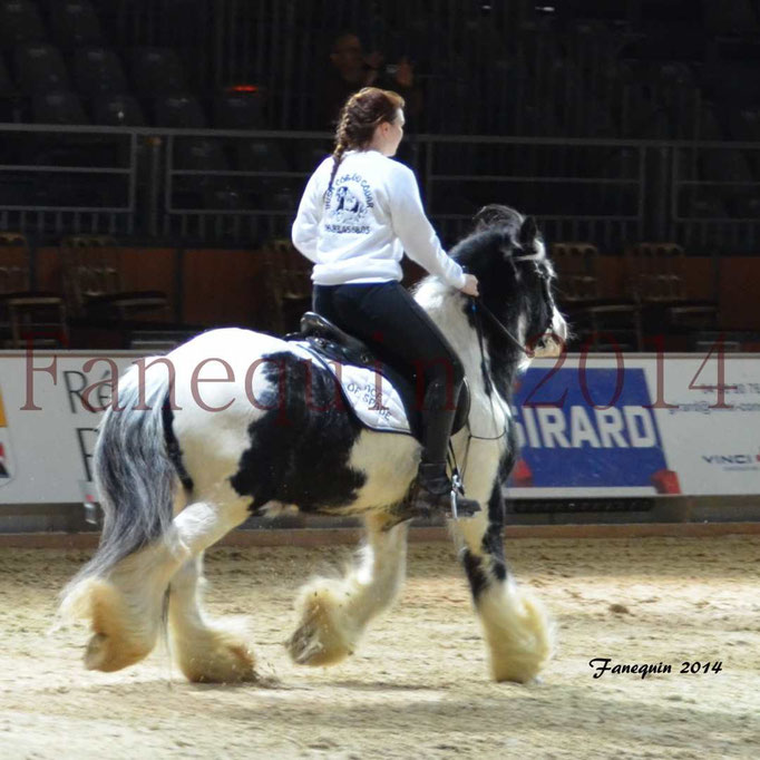 IRISH COB Monté 08