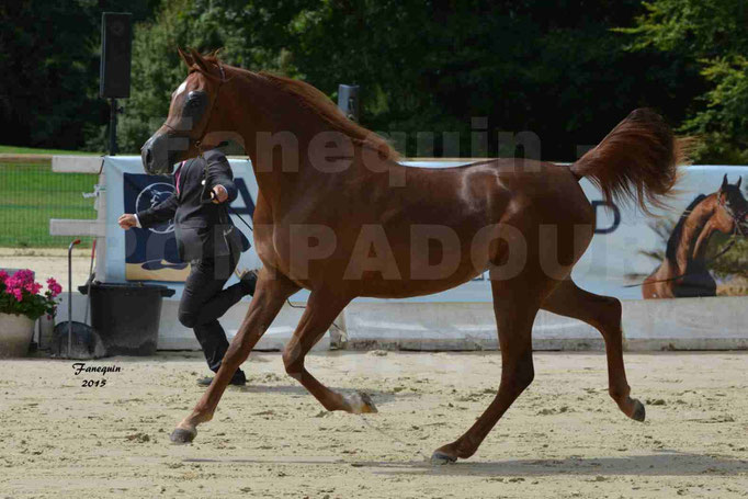 Championnat de FRANCE des chevaux ARABES à Pompadour - PEARL DE DJOON - Notre Sélection - 05