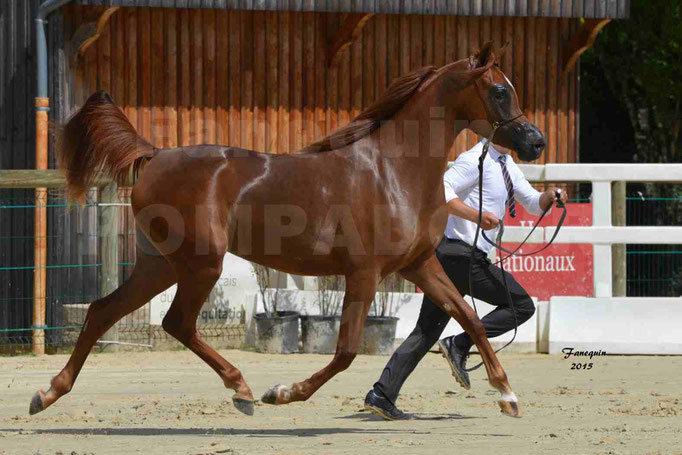 Championnat de FRANCE des chevaux ARABES à Pompadour - PEARL DE DJOON - Notre Sélection - 35