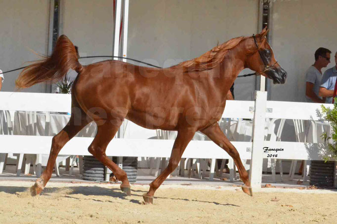 Concours national de Nîmes - MYSS SASKIA - Notre Sélection - 04