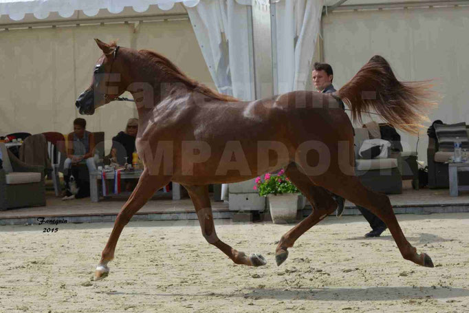 Championnat de FRANCE des chevaux ARABES à Pompadour - PEARL DE DJOON - Notre Sélection - 09