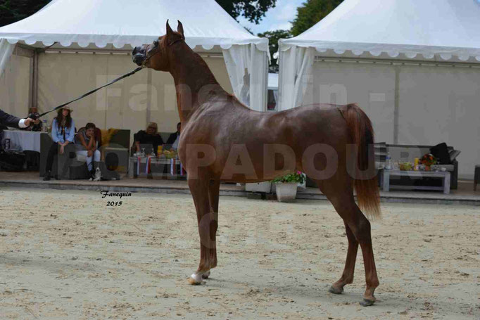 Championnat de FRANCE des chevaux ARABES à Pompadour - PEARL DE DJOON - Notre Sélection - 16