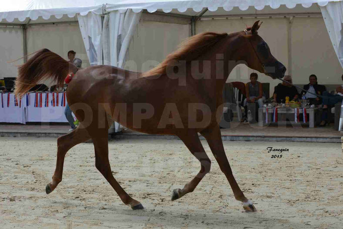 Championnat de FRANCE des chevaux ARABES à Pompadour - PEARL DE DJOON - Notre Sélection - 01
