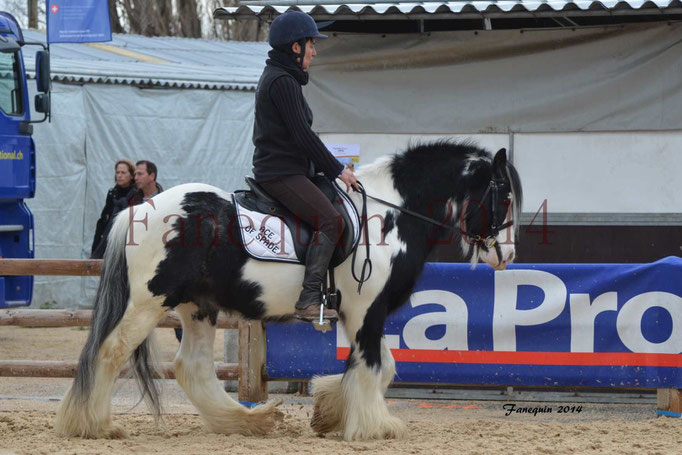 IRISH COB Monté 04