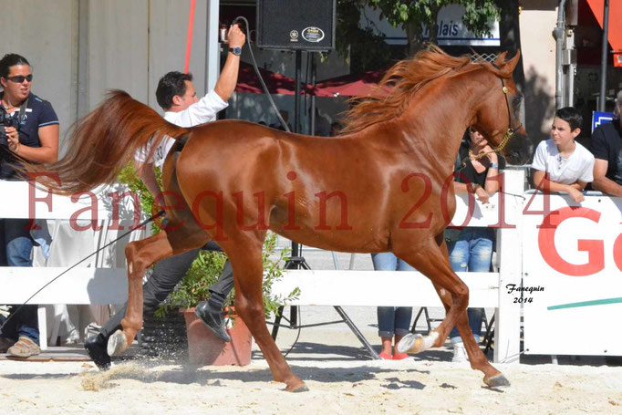 Concours National de Nîmes de chevaux ARABES 2014 - Notre Sélection - PRIAM DE DJOON - 17