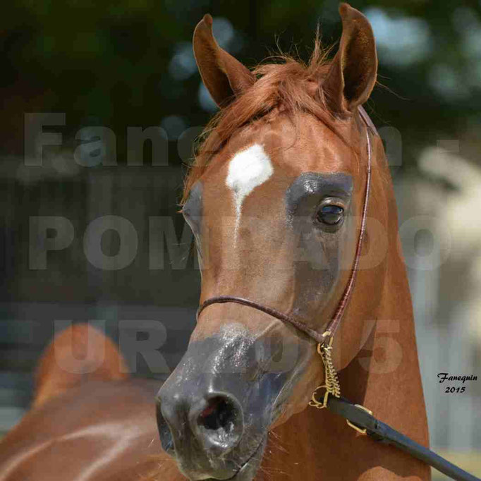 Championnat de FRANCE des chevaux ARABES à Pompadour - PEARL DE DJOON - Notre Sélection - Portraits - 04
