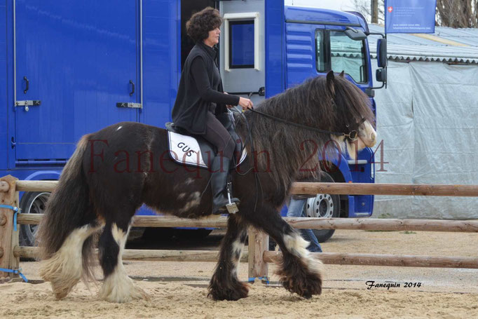 IRISH COB Monté 05