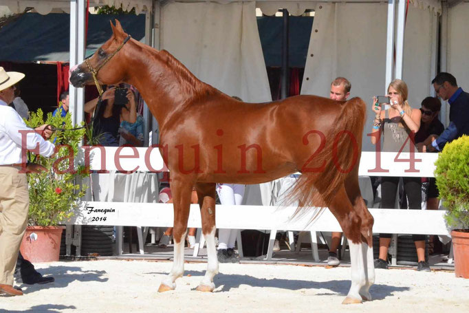 Concours National de Nîmes de chevaux ARABES 2014 - Notre Sélection - VALMYSTIC DE LA ROTJA - 13