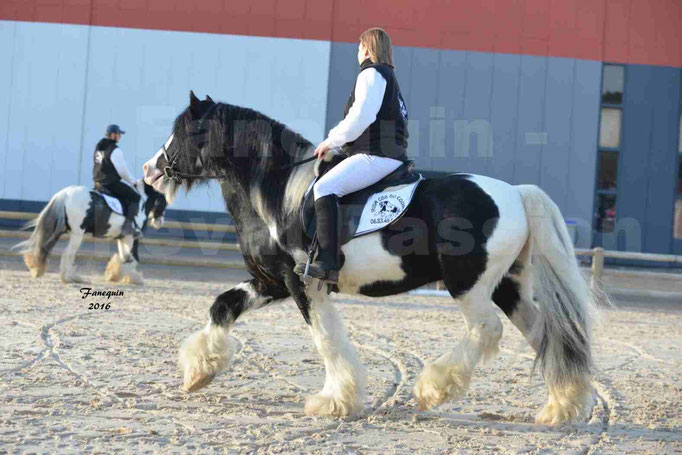 Cheval Passion 2016 - IRISH COB - monté