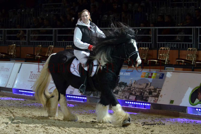 IRISH COB Monté 17