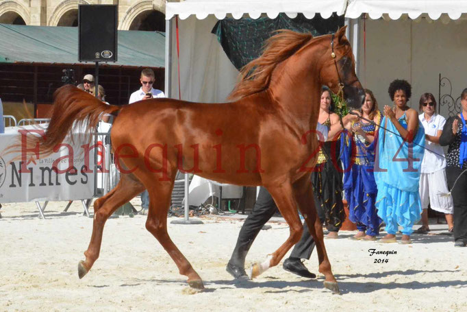 Concours National de Nîmes de chevaux ARABES 2014 - Notre Sélection - PRIAM DE DJOON - 06