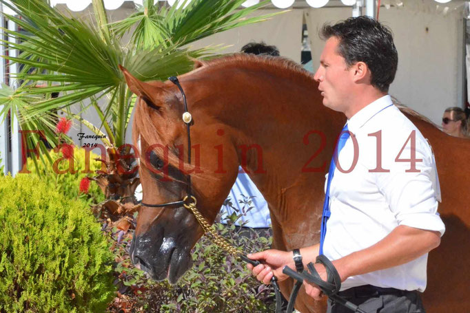 Concours National de Nîmes de chevaux ARABES 2014 - Notre Sélection - Portraits - PRIAM DE DJOON - 09