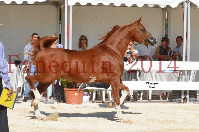 Concours National de Nîmes de chevaux ARABES 2014 - Notre Sélection - VALMYSTIC DE LA ROTJA - 01