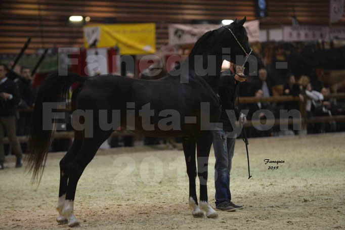 Salon Equita Lyon  2015 - YEL'S BLACK MAGIC - Notre Sélection - 1