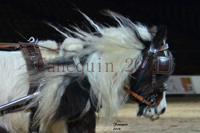 attelage simple IRISH COB 05