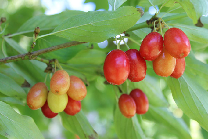 Kornelkirsche - Cornus mas