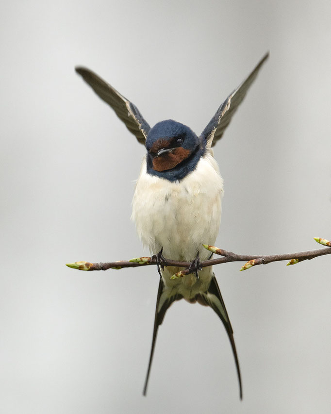 Rauchschwalbe bei der Morgengymnastik :-)