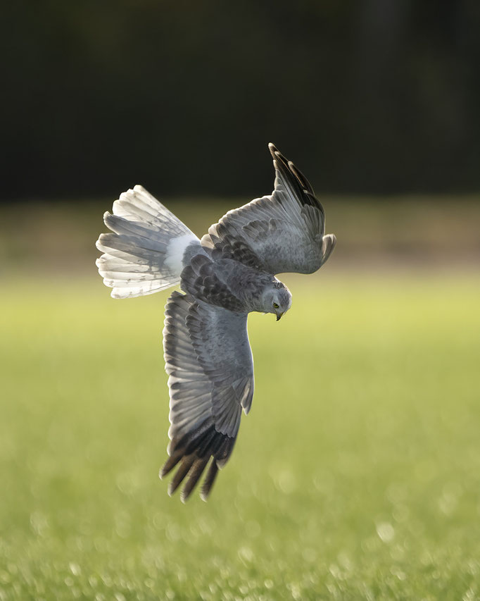 männliche Kornweihe