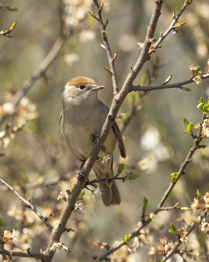 weibliche Mönchsgrasmücke - Ton in Ton - perfekte Tarnung :-)