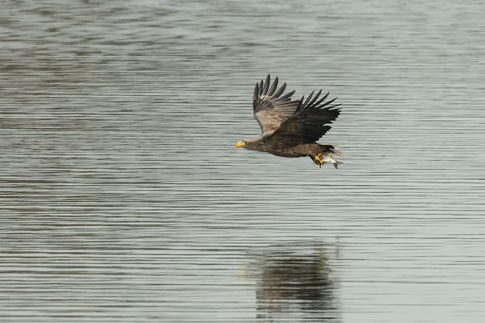 Seeadler mit Fisch