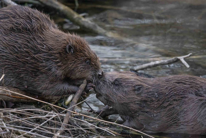 Frühlingsgefühle bei den Bibern :-)