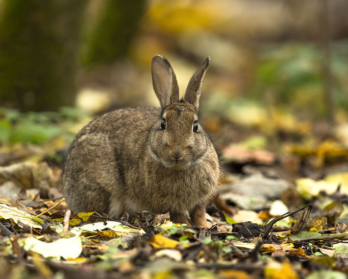 Wildkaninchen