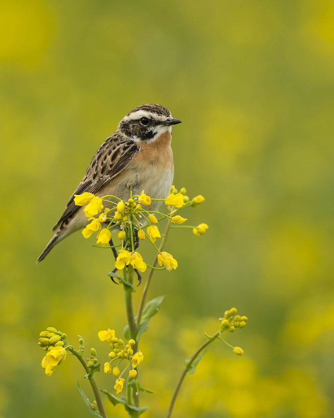 Braunkehlchen im Raps