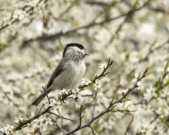 laut singendes Sumpfmeiserl