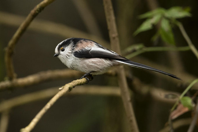 Mei Liebling - a Schwanzmeiserl :-)