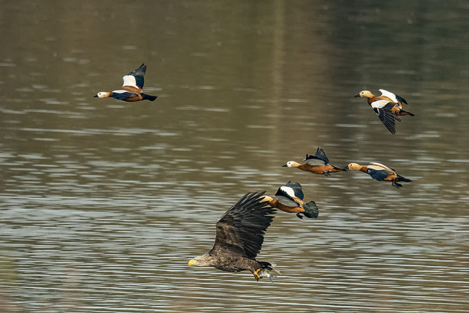Rostgänse überholen den Seeadler!