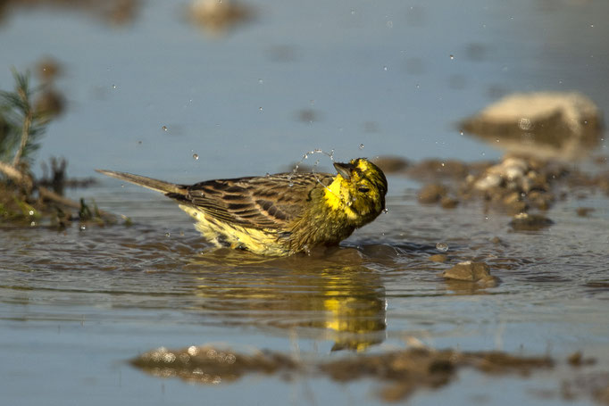 Goldammer nimmt sich ein Bad