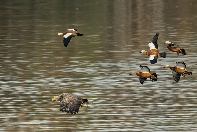 Rostgänse überholen den Seeadler!