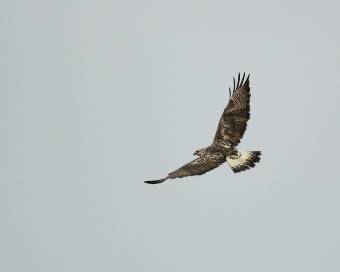 Nordischer Gast - Raufußbussard