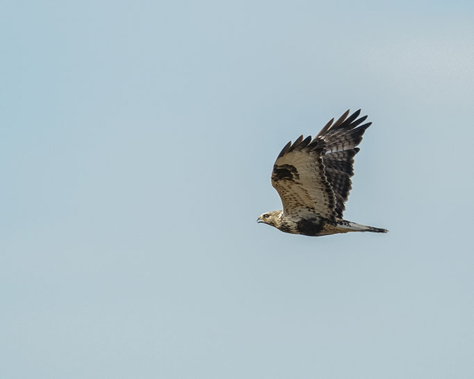 Nordischer Gast - Raufußbussard