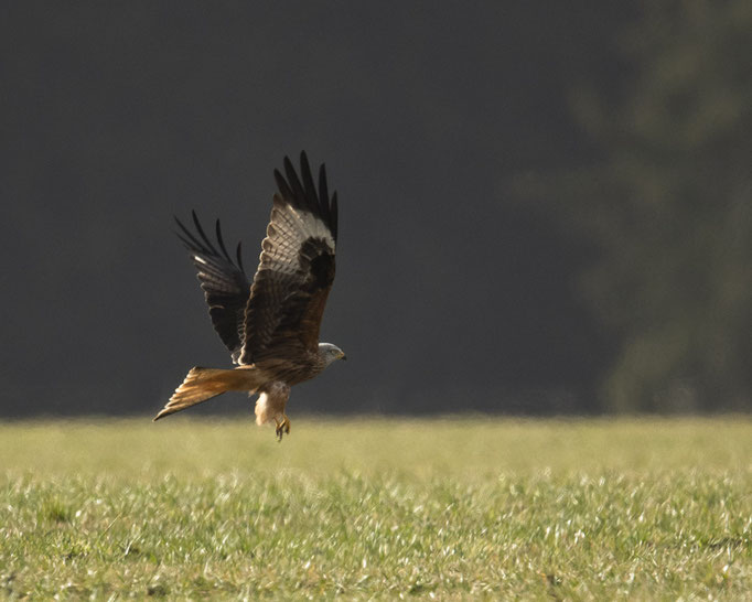 der Rotmilan ist wieder da :-)
