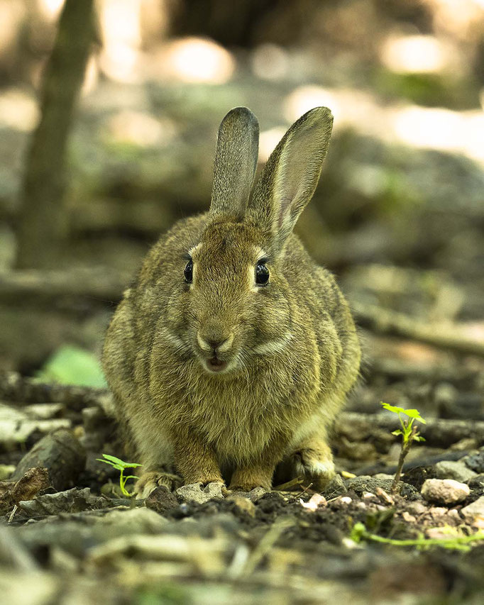 freundliches Wildkaninchen :-)