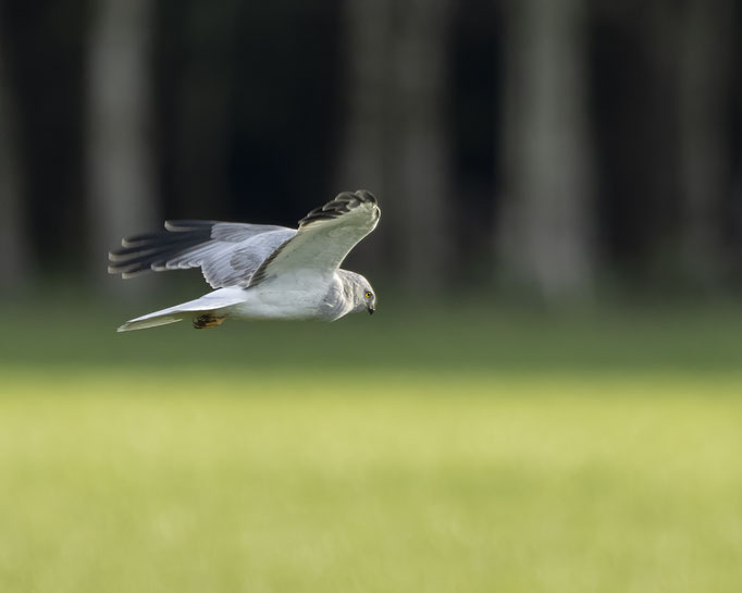 männliche Kornweihe