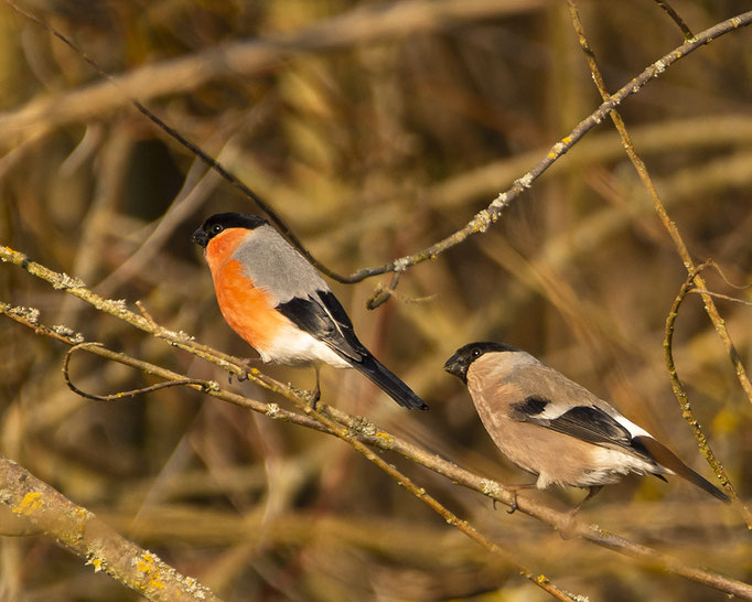 Herr und Frau Gimpel (Dompfaff)