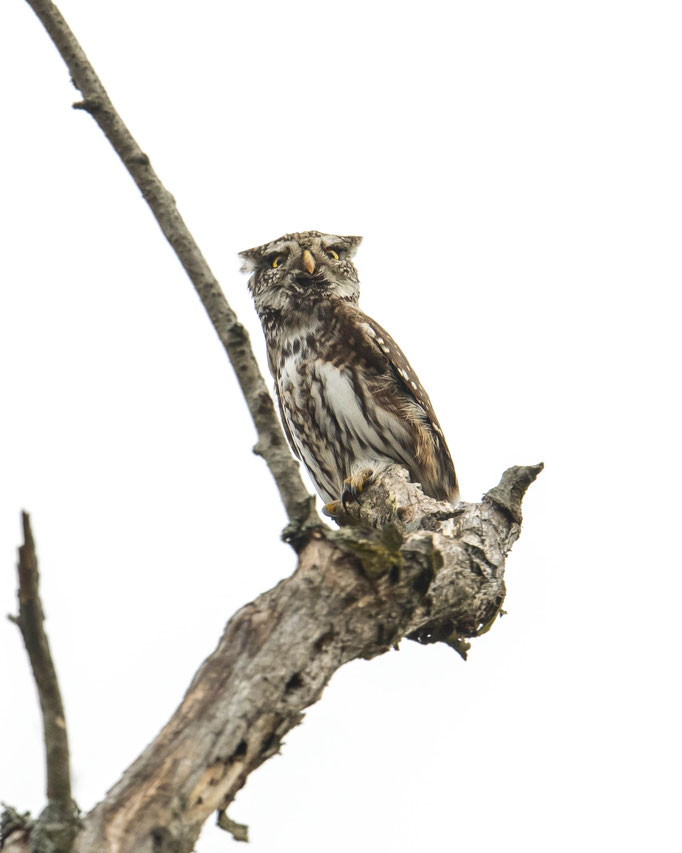 Sperlingskauz beim Balzen