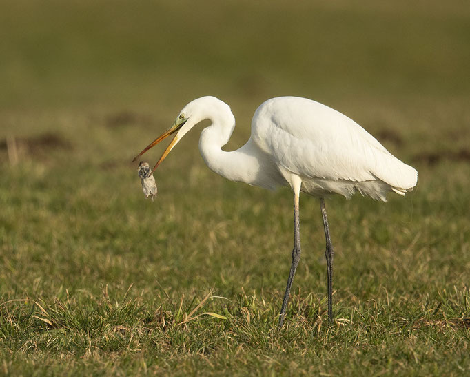 Silberreiher mit Maus