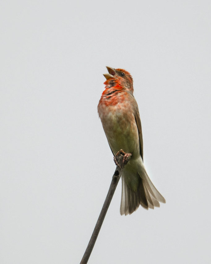 ganz was besonderes - der Karmingimpel