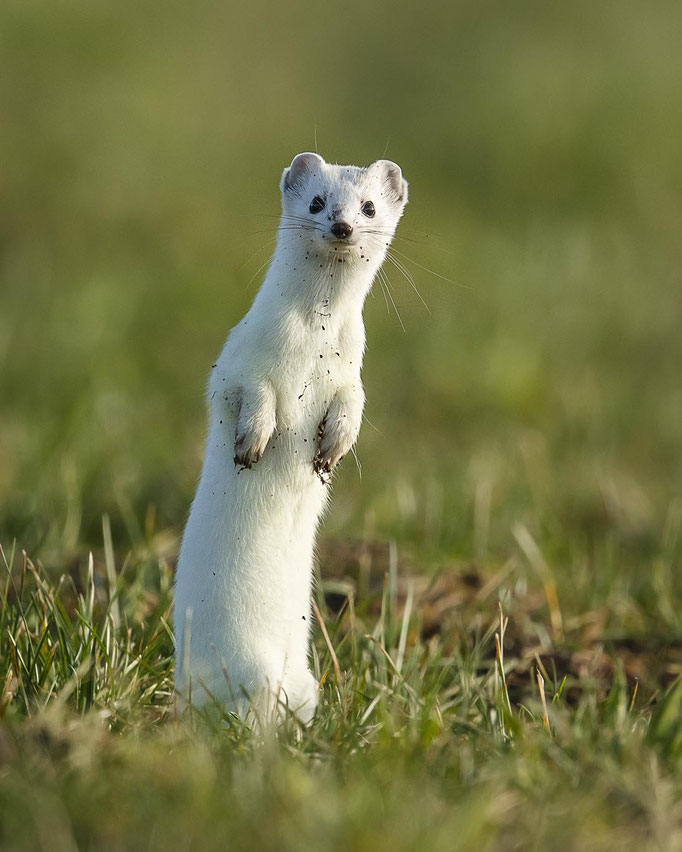 Hermi nach dem Schnee