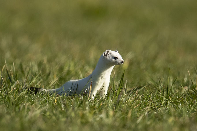 Hermi nach dem Schnee