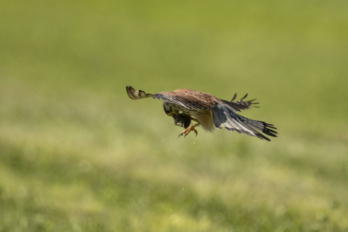 Turmfalke mit frisch gefangener Maus