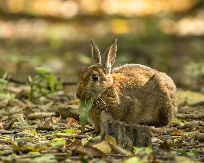 Niedlichkeitsfaktor 100 - Wildkaninchen