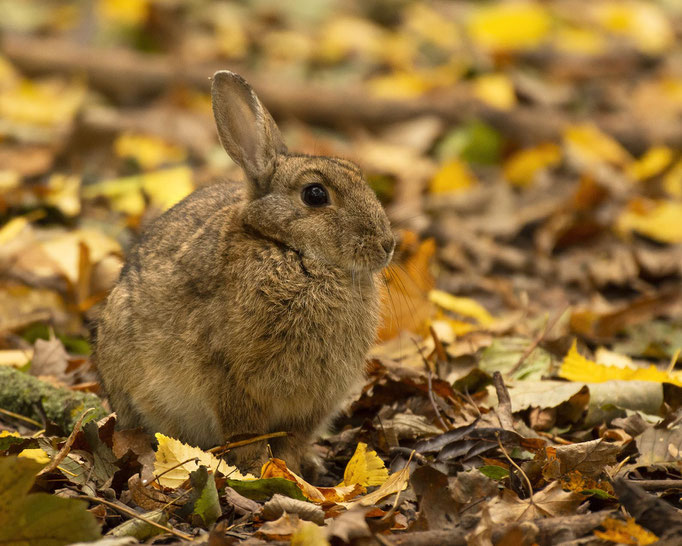 Herbstkaninchen