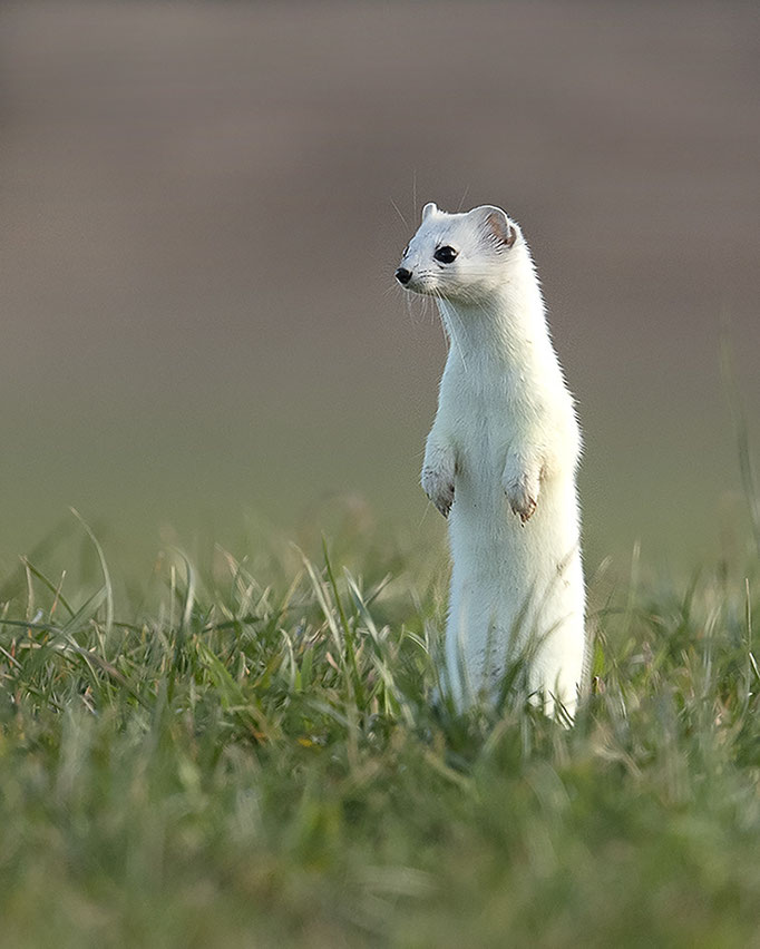 Hermi nach dem Schnee