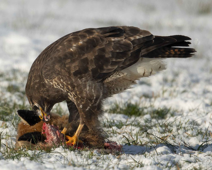 Mäusebussard