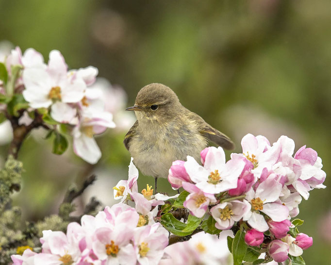 Zilpzalp in der Apfelblüte