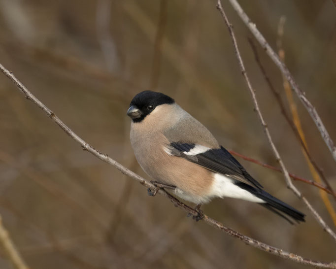 Dompfaffweibchen (Gimpel)